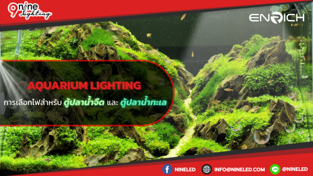 Aquarium Lighting การเลือกไฟสำหรับตู้ปลาน้ำจืดและตู้ปลาทะเล