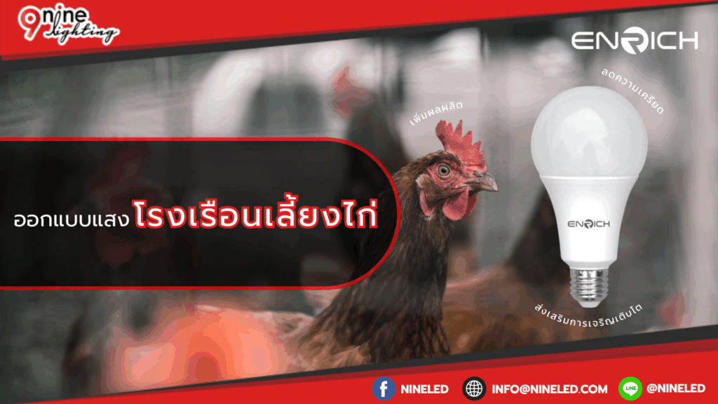 ออกแบบแสงโรงเรือนเลี้ยงไก่